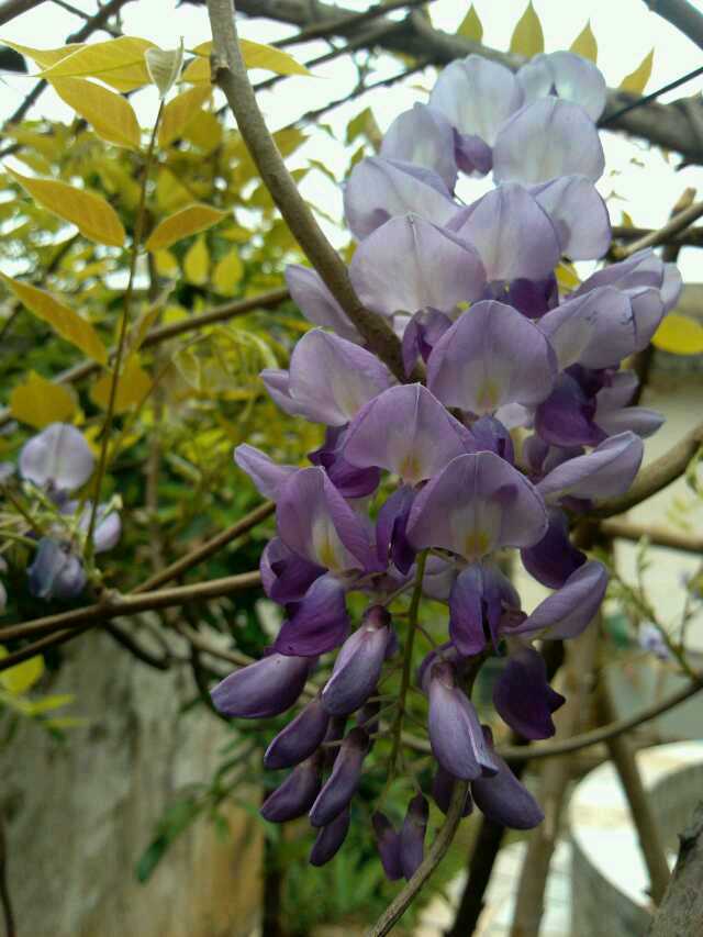 Chinese wisteria（紫藤）