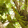 Perico frentinaranja