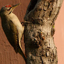 grey-headed woodpecker