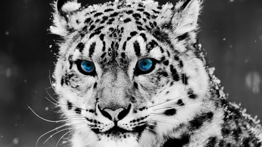 Leopard HD Wallpaper