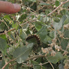 Knotgrass Tussock moth