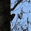  North American Woodpecker