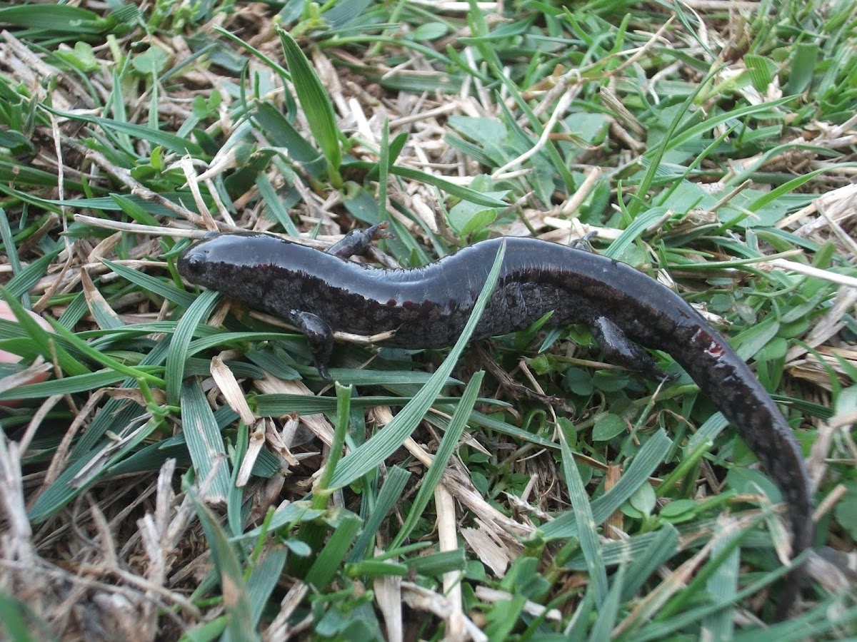 Smallmouth Salamander