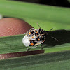 Antestia Shield bug