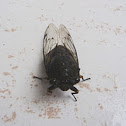 Cicada ( Cigarra)