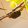 Mango Flower Beetle or Mottled Flower Scarab