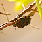 Mango Flower Beetle or Mottled Flower Scarab