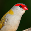 Red Browed Finch