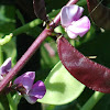 Purple Hyacinth Bean (pod)