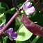 Purple Hyacinth Bean (pod)