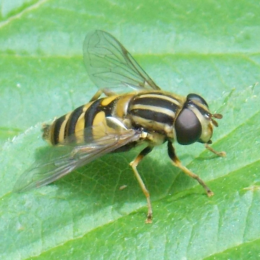 Syrphid Fly