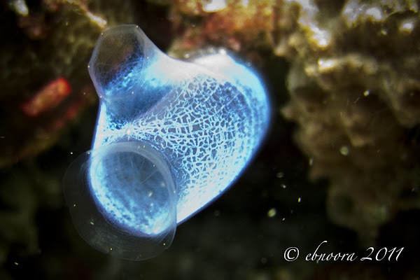 Blue Club Tunicate | Project Noah