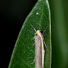 Two-ribbed Footman moth