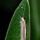 Two-ribbed Footman moth