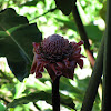 Torch Ginger