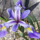 Wild Iris