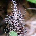 Agriope Garden Spider