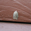 White-line Leafroller Moth