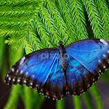 by Karen McKenzie McAdoo -  