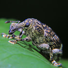 Weevil