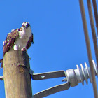 Osprey