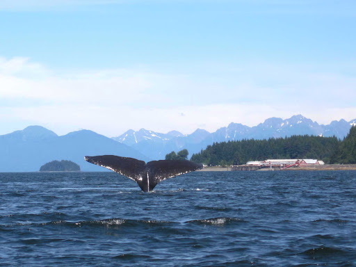 Whale watching near Icy Strait Point, Alaska.