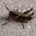 Lubber grasshopper (juvenile)