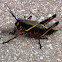 Lubber grasshopper (juvenile)