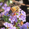 Western Honey Bee with pollen sacs