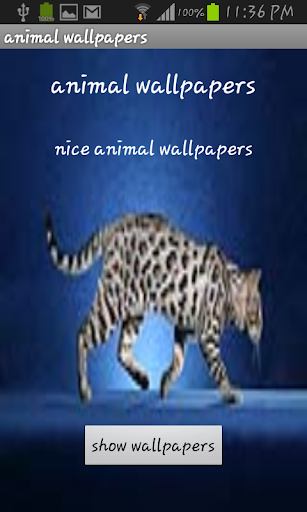 11- Animals wallpaper 2014
