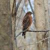 red shouldered hawk