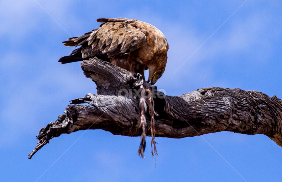 Tawny Eagle Feeding From A Lion Kill Birds Animals