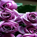 Lavender Roses Live Wallpaper
