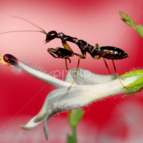 by Jhojon Jenkgod - Animals Insects & Spiders