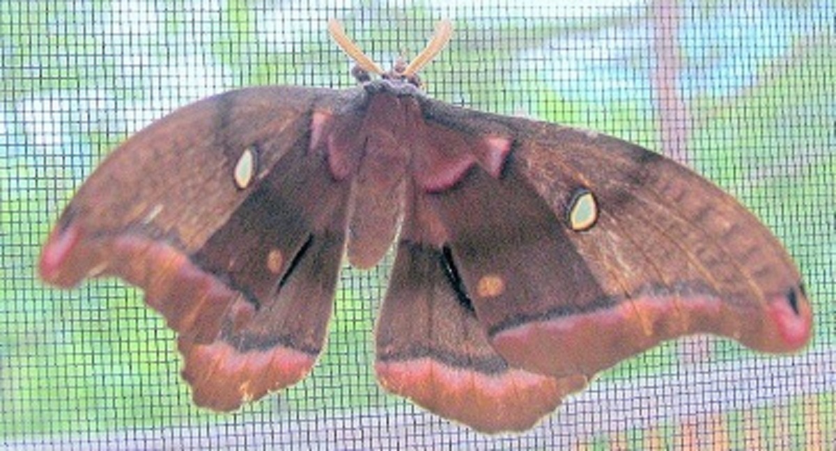 Polyphemus moth (giant silk moth)