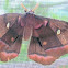Polyphemus moth (giant silk moth)