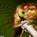 Autumn Meadowhawk