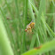 Yellow Dung Fly