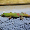 Gold-dust day gecko