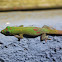 Gold-dust day gecko