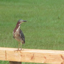 Green Heron