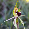 Small Green Comb Spider Orchid
