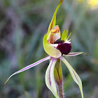 Small Green Comb Spider Orchid