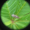 Sycamore Seed Bug