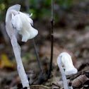 Ghost Flower/ Indian Pipe