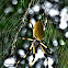 Golden Orb Spider