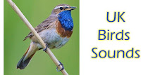 UK Birds Sounds Free APK