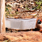 Long tailed finch-red billed form