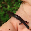 Blue-spotted Jefferson Salamander hybrid