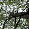 Eastern Black Oak
